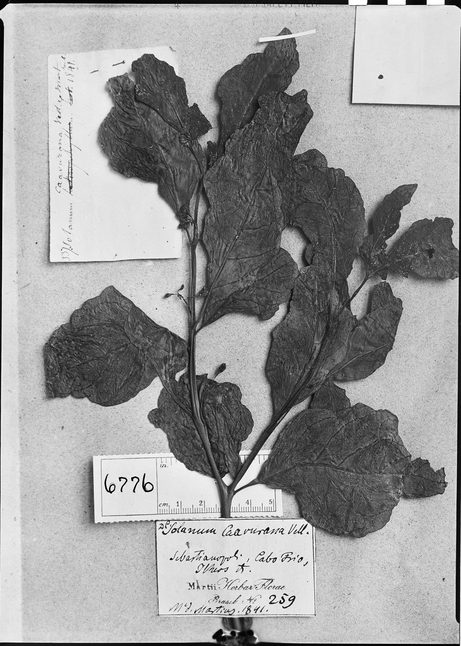Solanum caavurana image