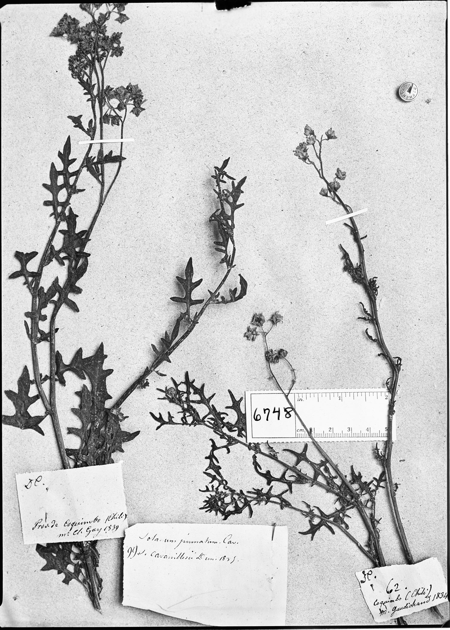 Solanum cavanillesii image