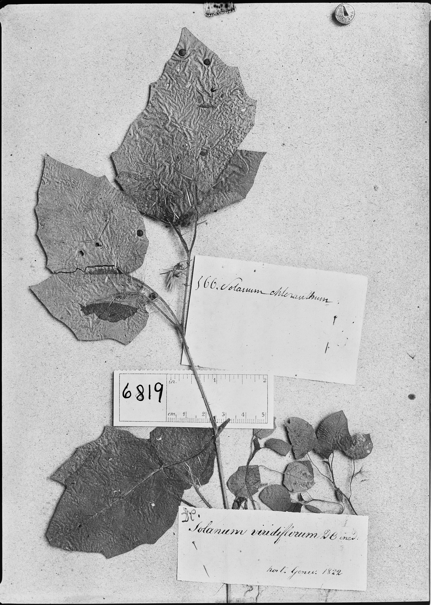 Solanum chloranthum image