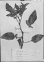 Solanum collinum image