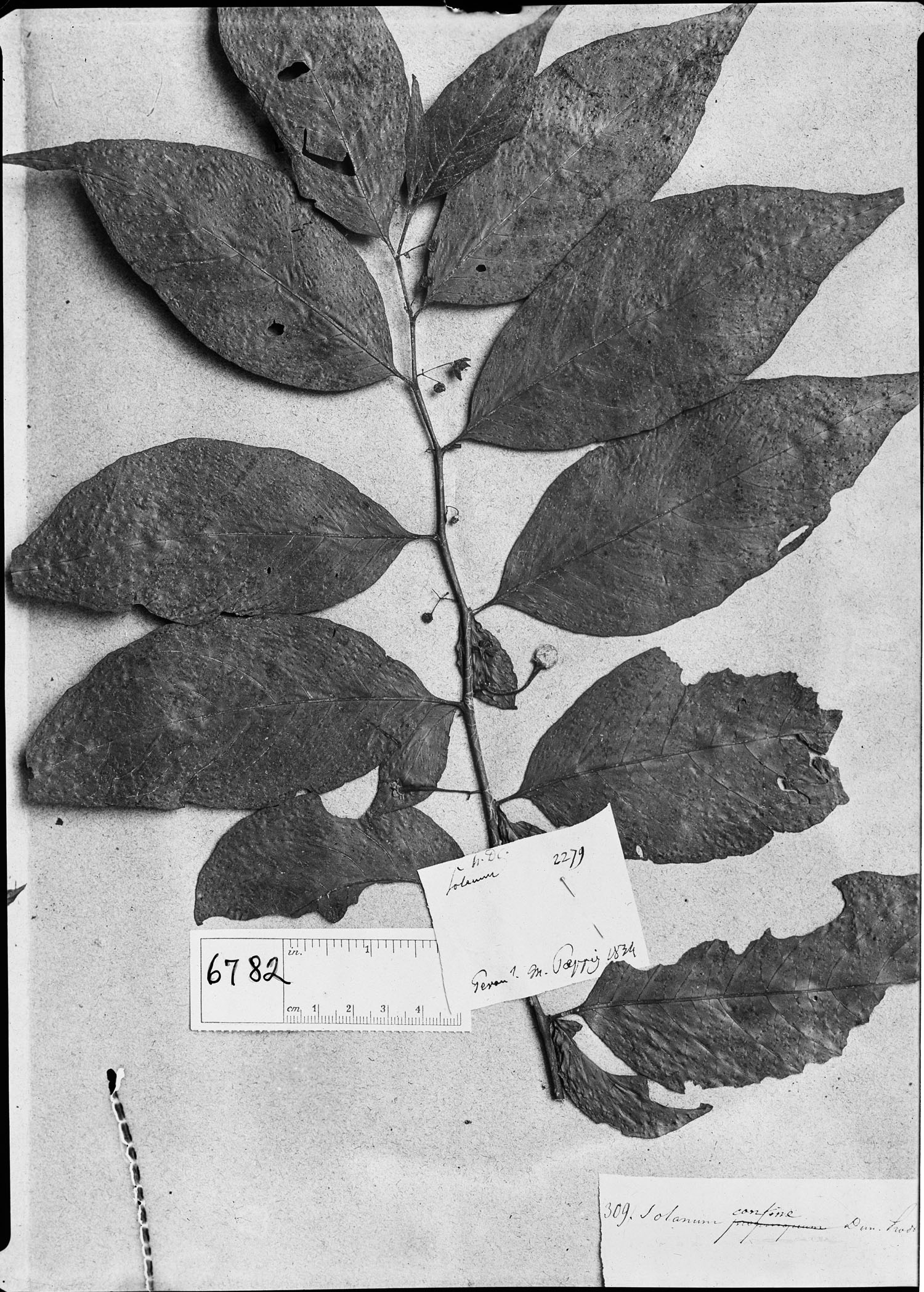 Solanum confine image
