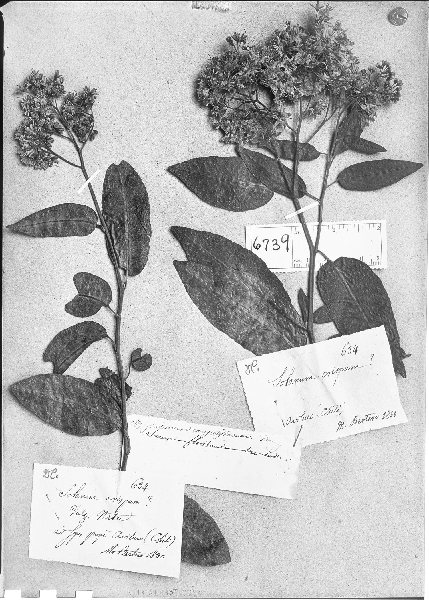 Solanum congestiflorum image
