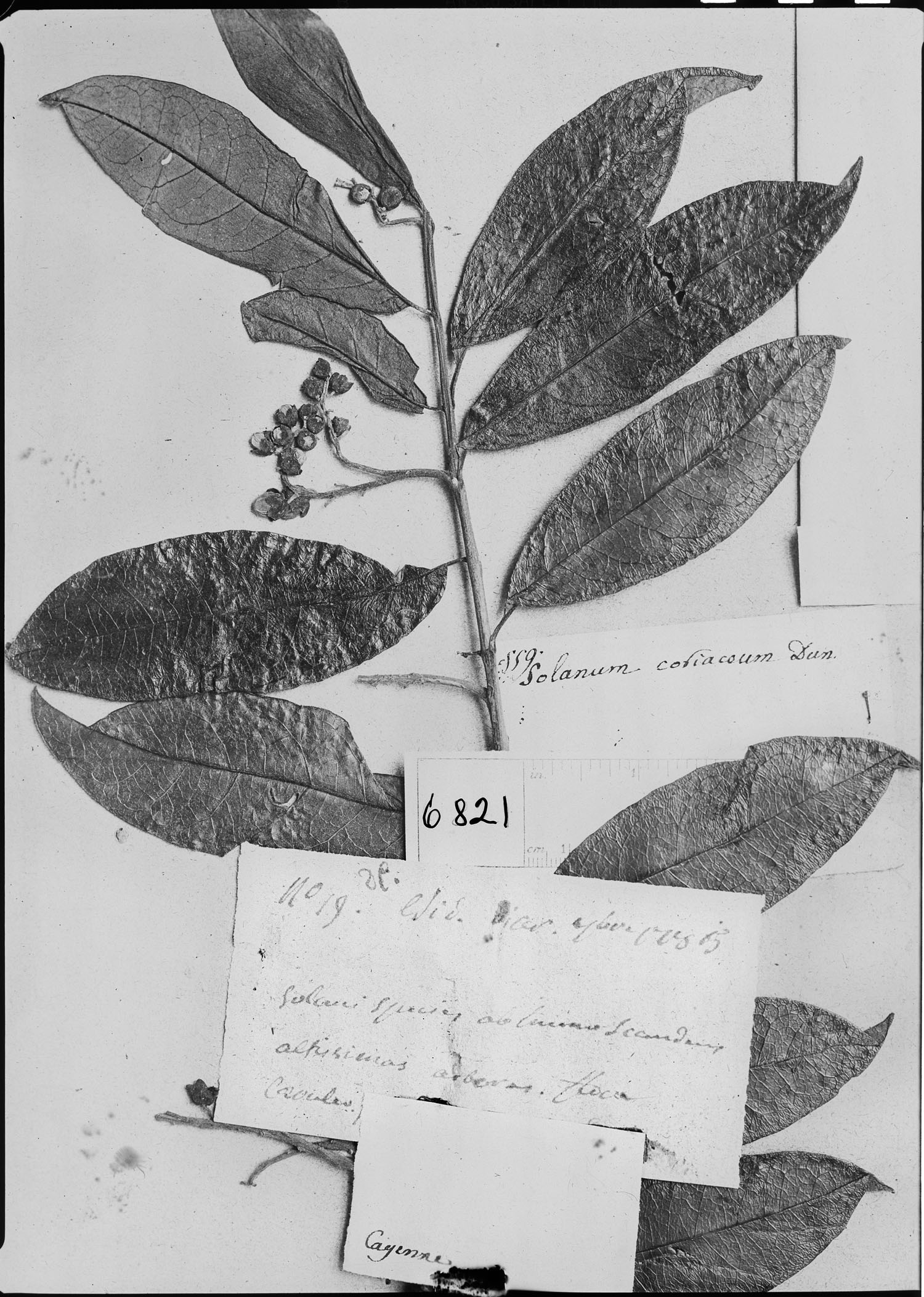 Solanum coriaceum image