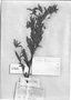 Solanum cryptopodium image