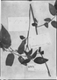 Solanum fraxinifolium image