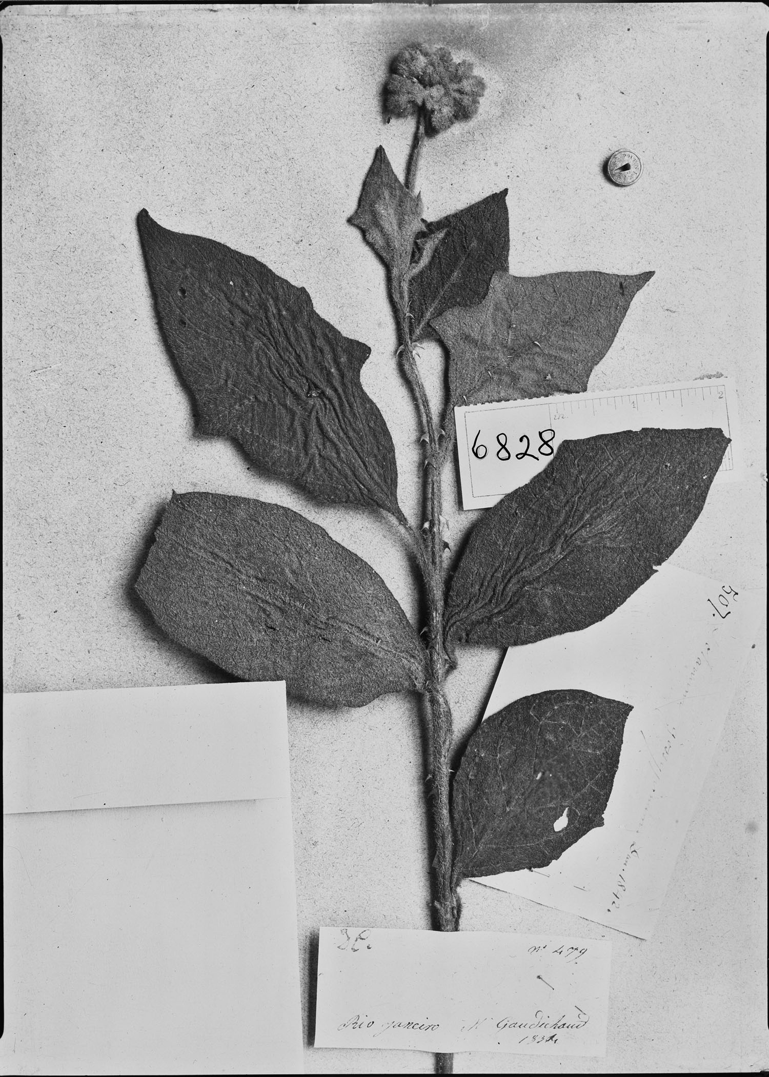 Solanum pycnanthemum image