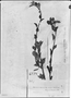 Solanum isabelli image