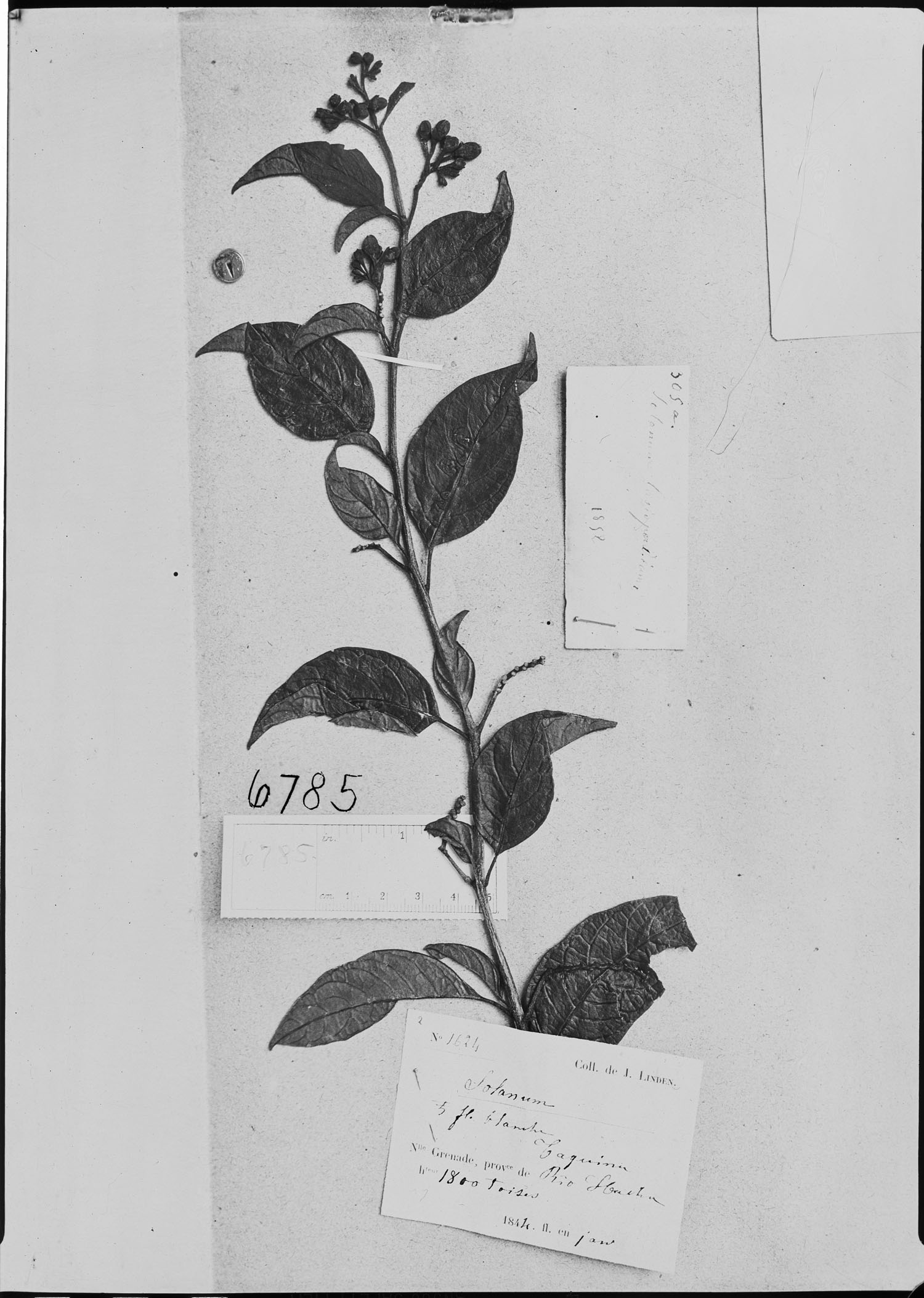 Solanum lasiopodium image