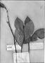 Solanum laevigatum image