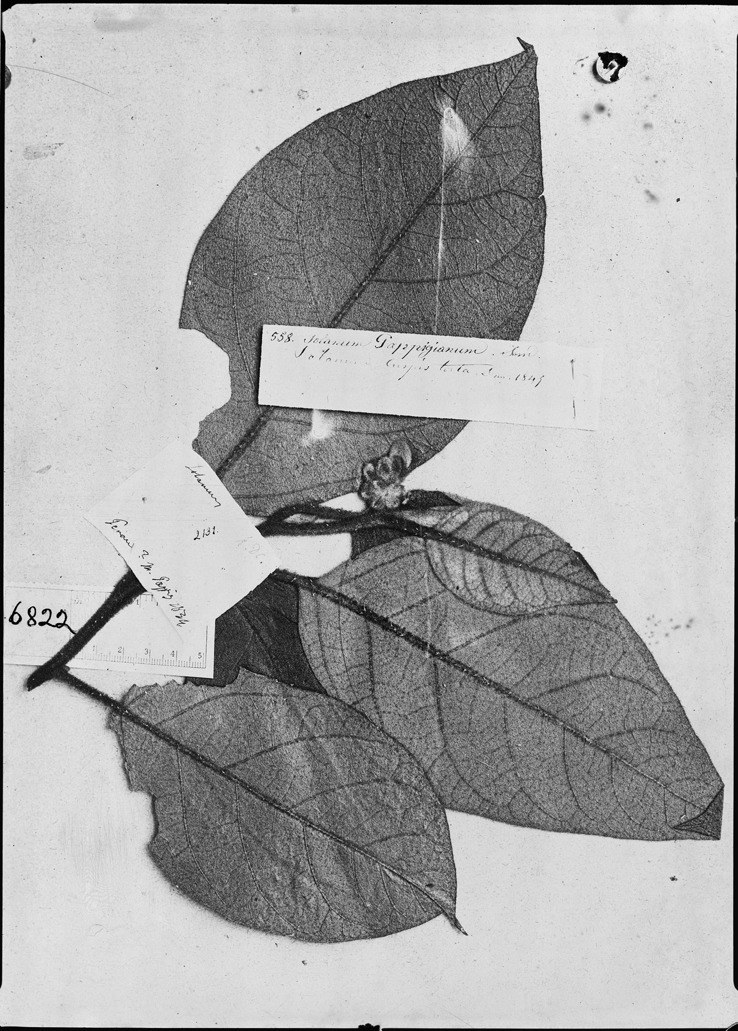 Solanum poeppigianum image