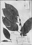 Solanum ripense image