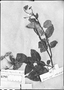Solanum sempervirens image
