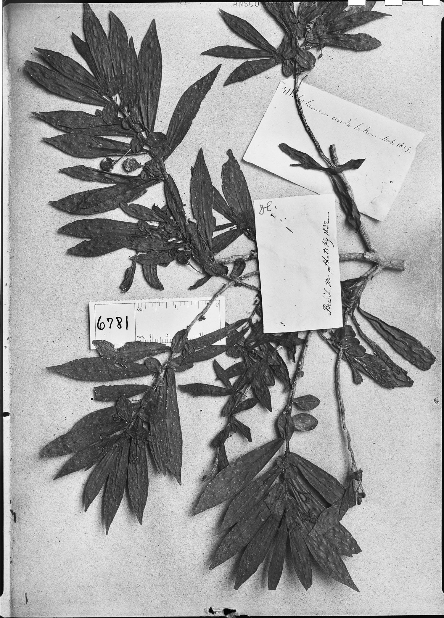 Solanum undulatum image