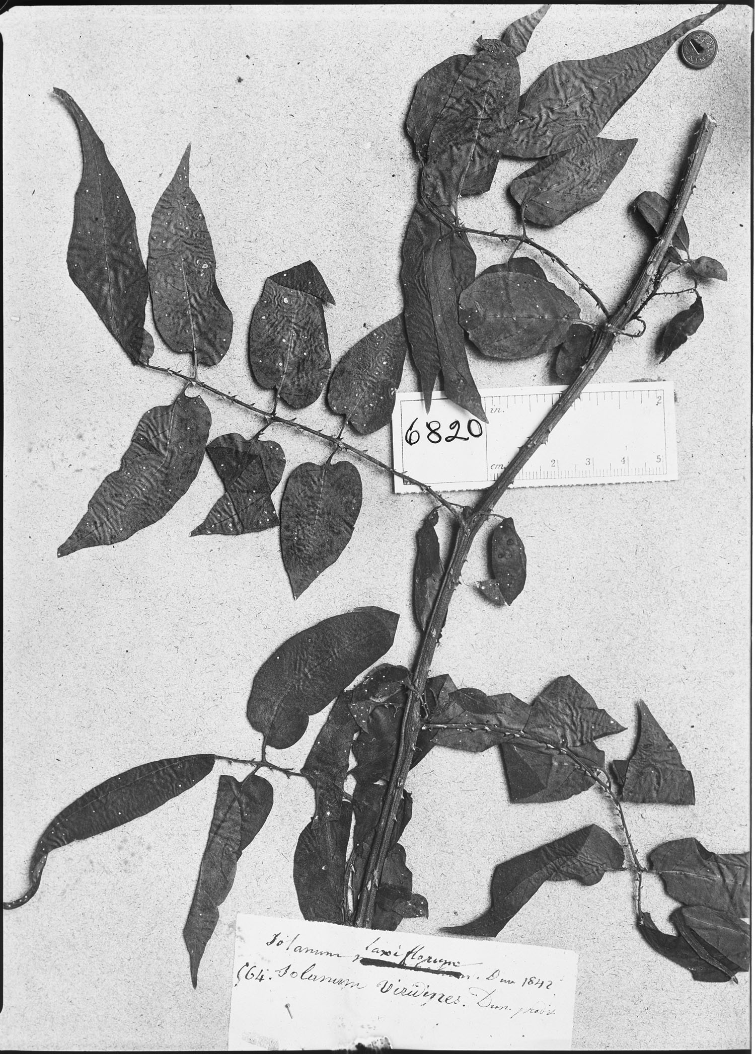 Solanum viridipes image
