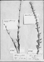 Staelia galioides image