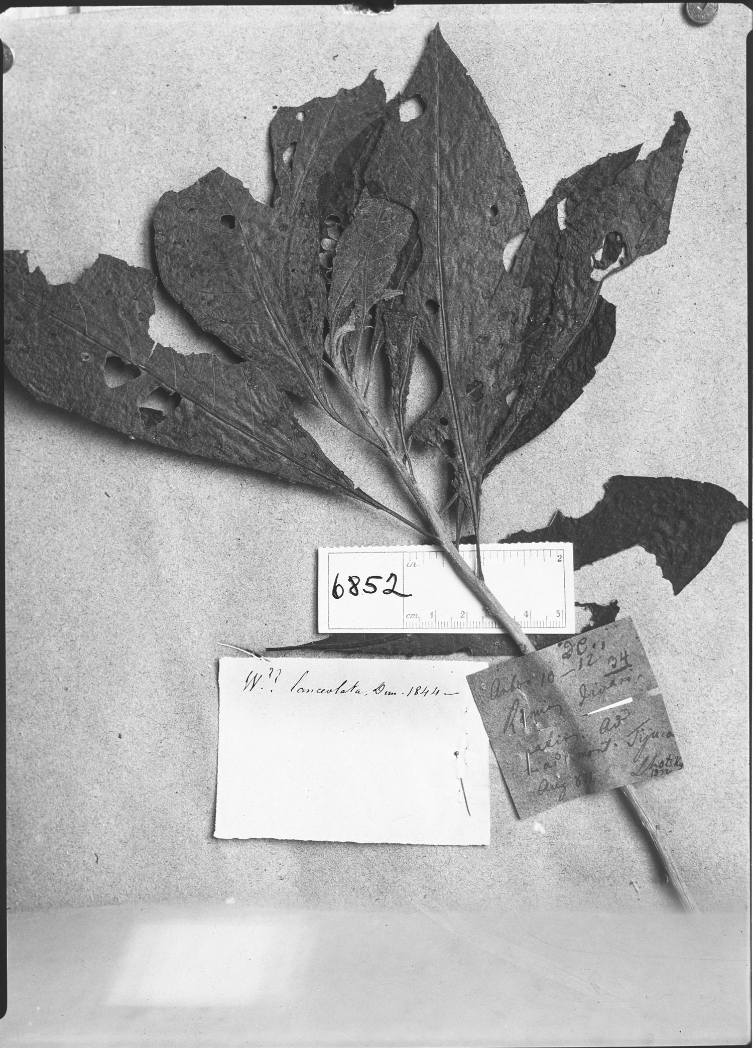 Witheringia lanceolata image