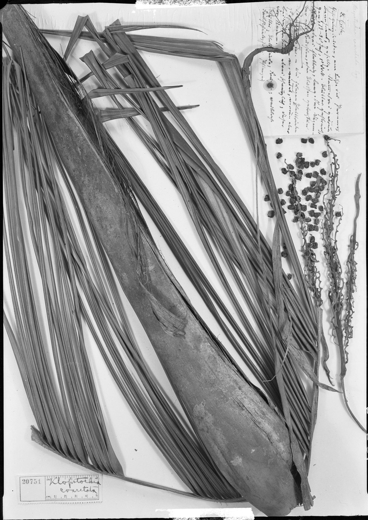 Ceroxylon vogelianum image