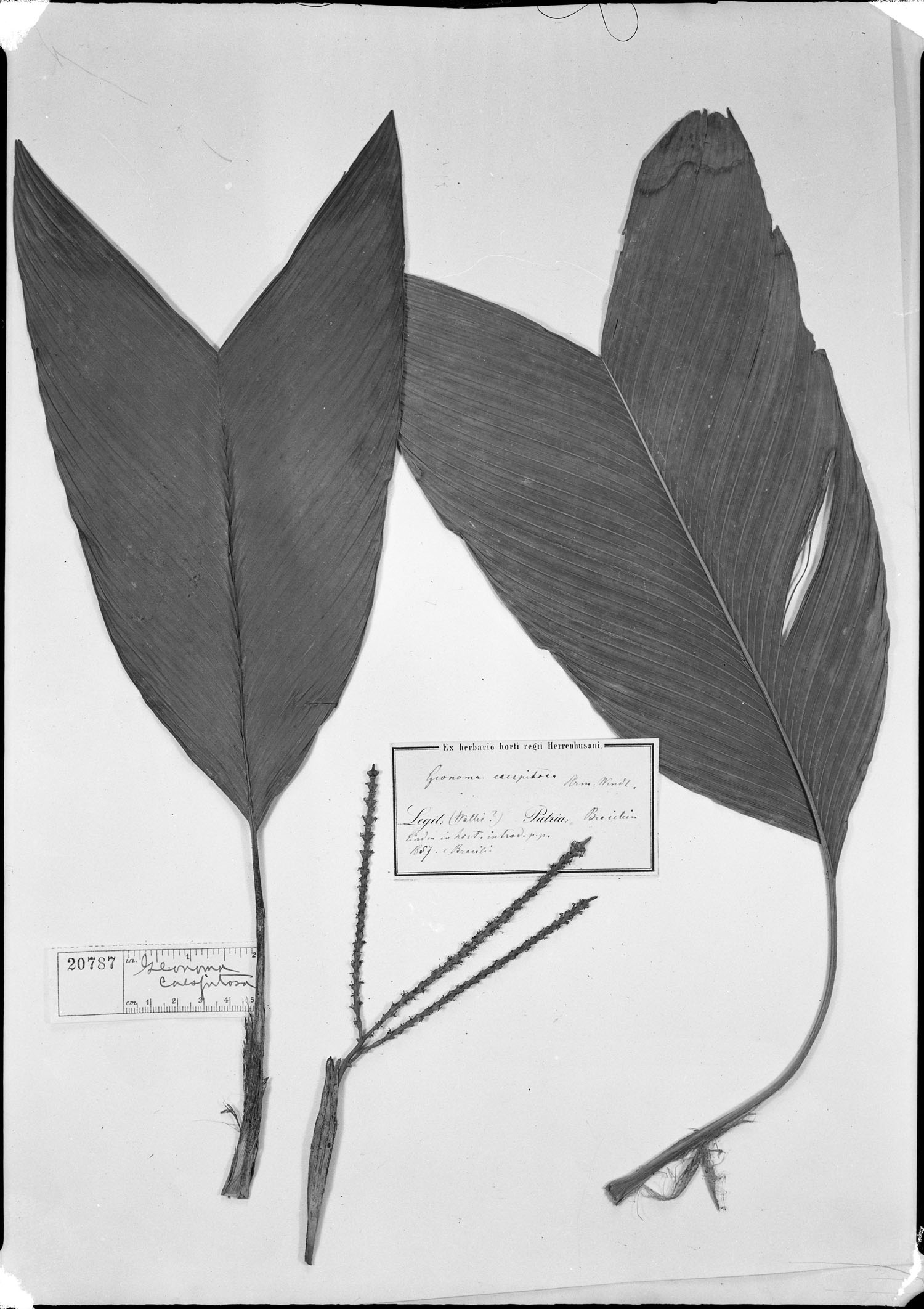 Geonoma pauciflora image