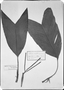 Geonoma pauciflora image