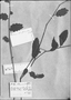 Solanum flagellare image