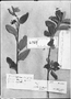 Solanum salviaefolium image