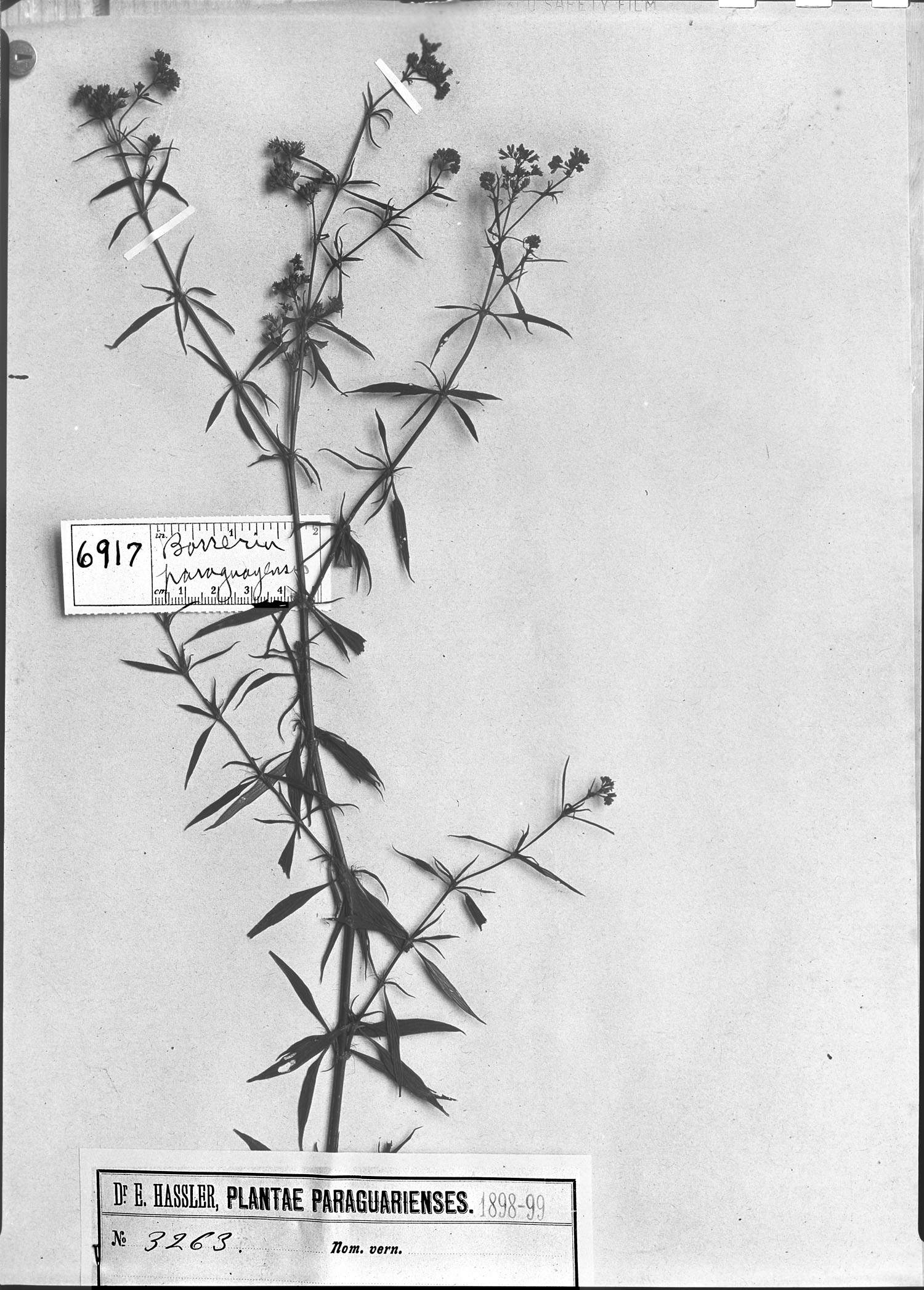 Galianthe laxa subsp. paraguariensis image