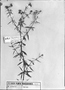 Galianthe laxa subsp. paraguariensis image