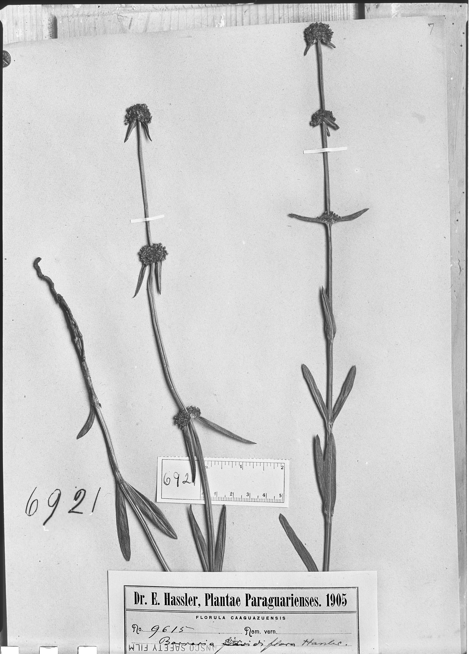 Spermacoce viridiflora image
