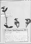 Sphinctanthus hasslerianus image