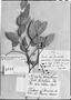 Xylosma pubescens image