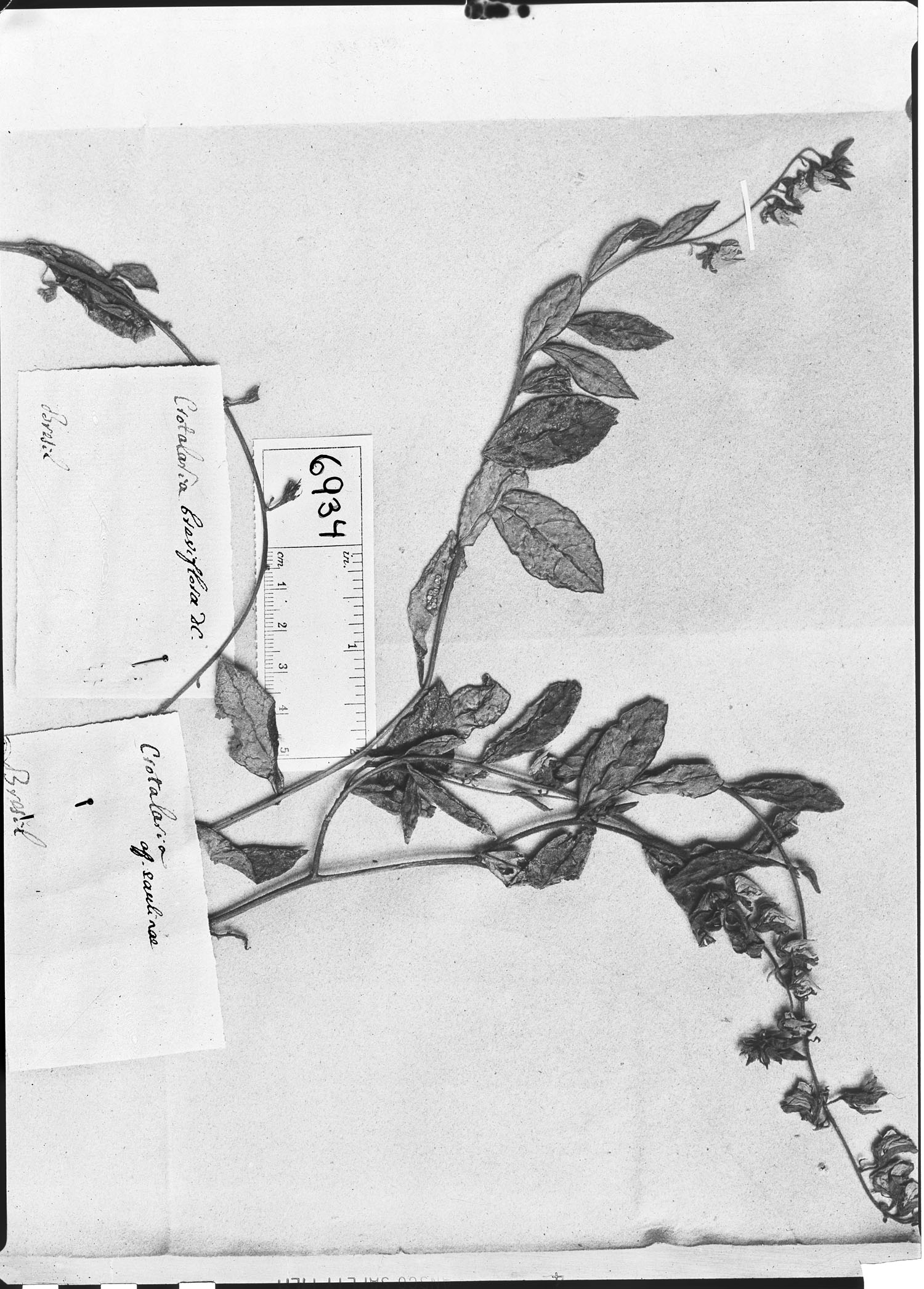 Crotalaria breviflora image