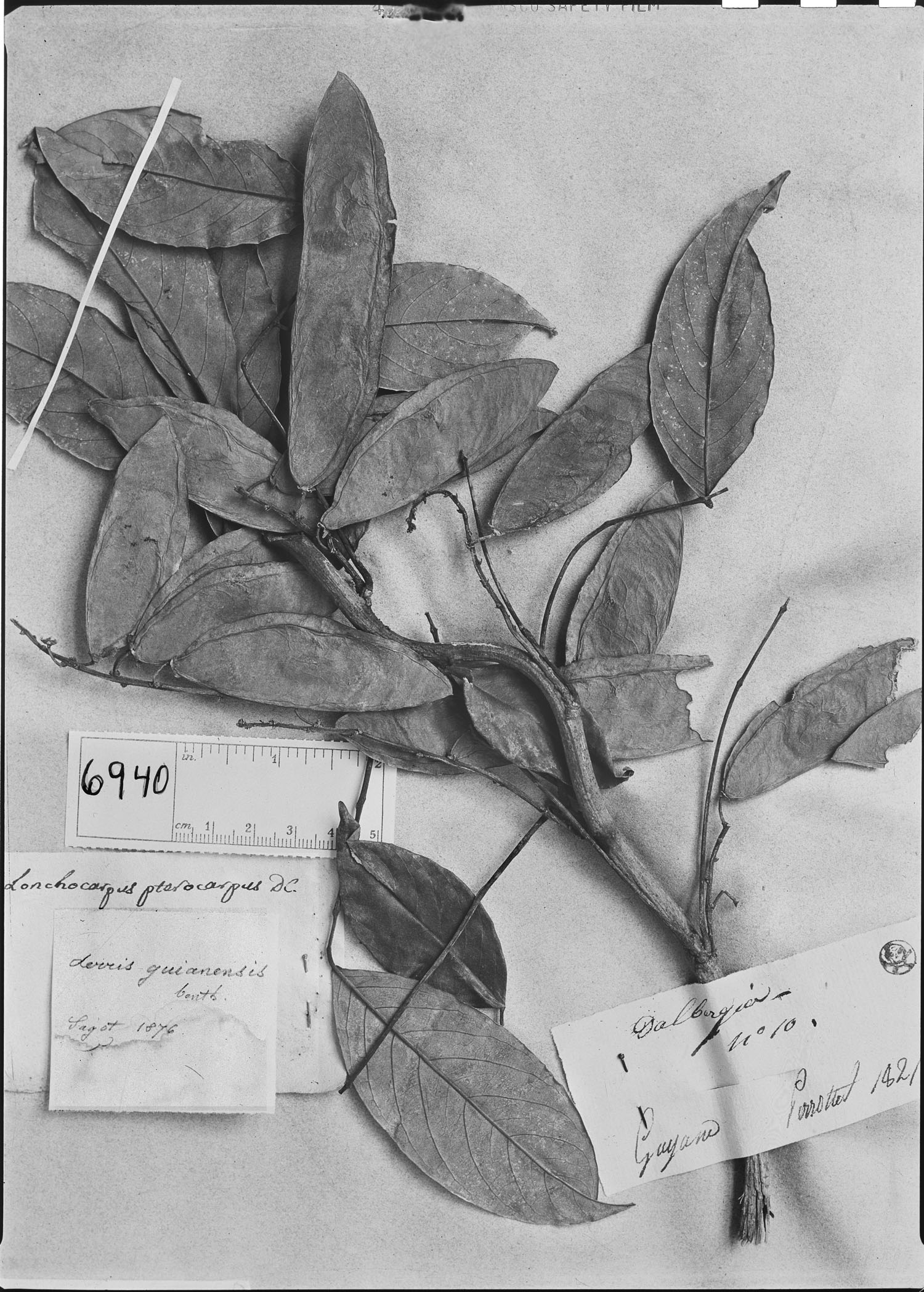 Lonchocarpus pterocarpus image