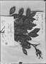 Machaerium leiophyllum image
