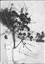 Albizia pedicellaris image