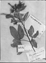 Pithecellobium roseum var. roseum image