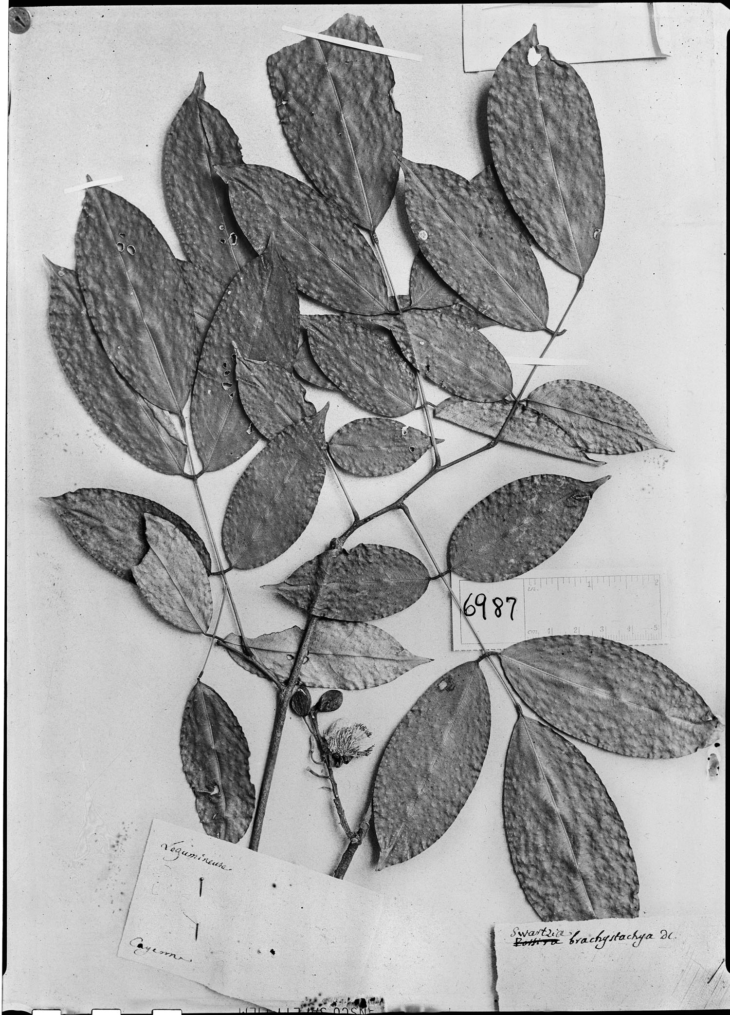 Candolleodendron brachystachyum image