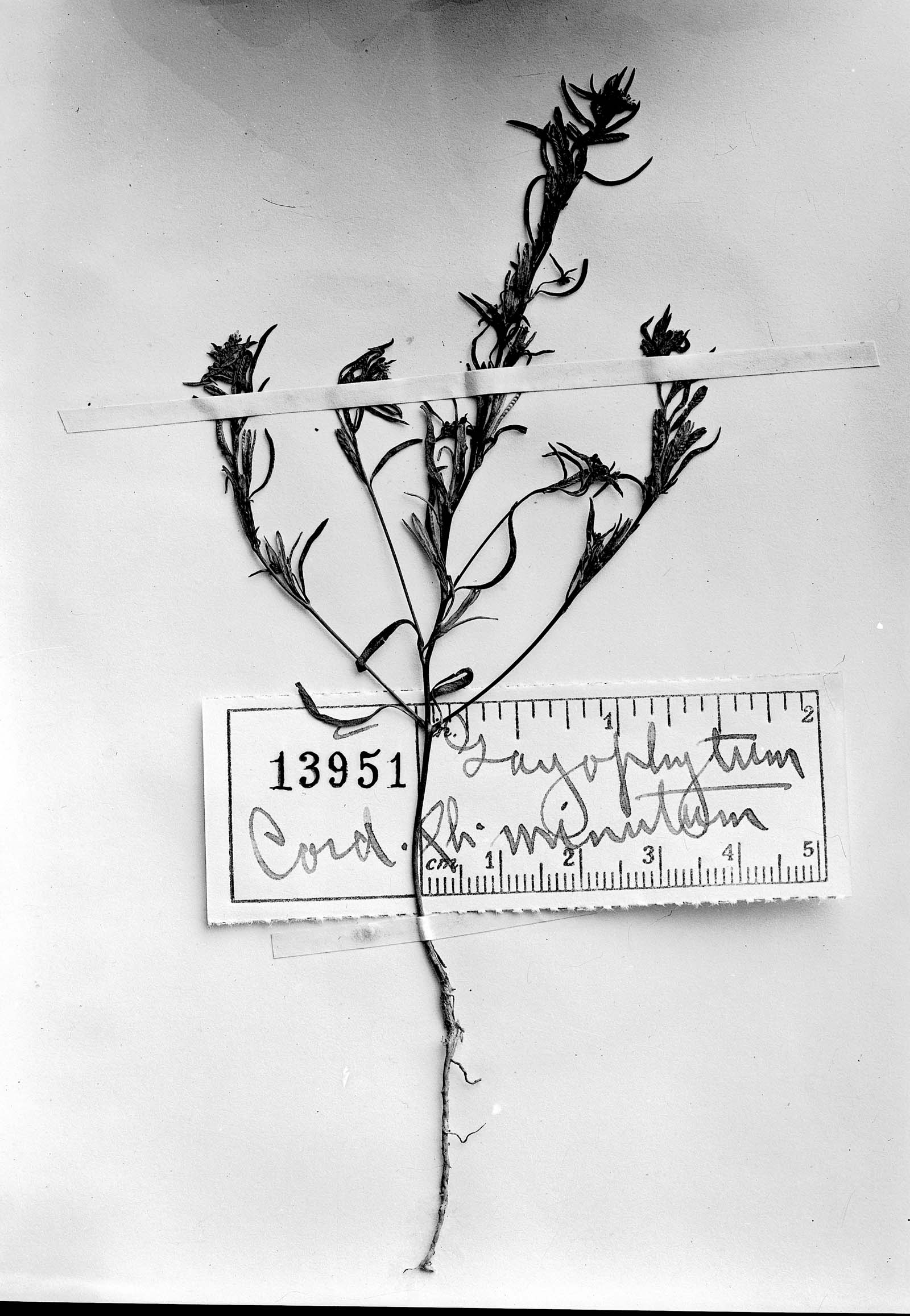 Gayophytum humile image