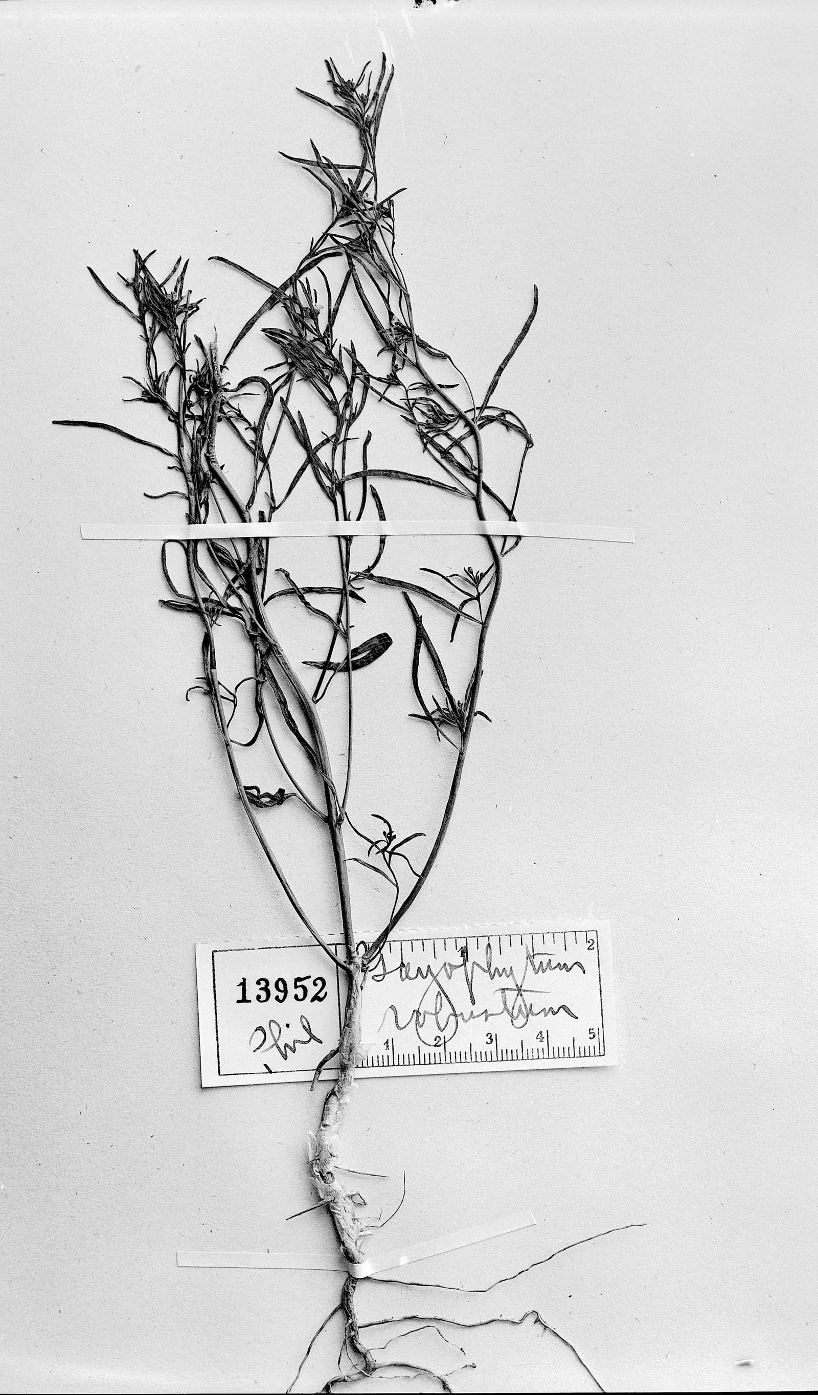Gayophytum micranthum image