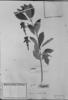 Fuchsia ampliata image