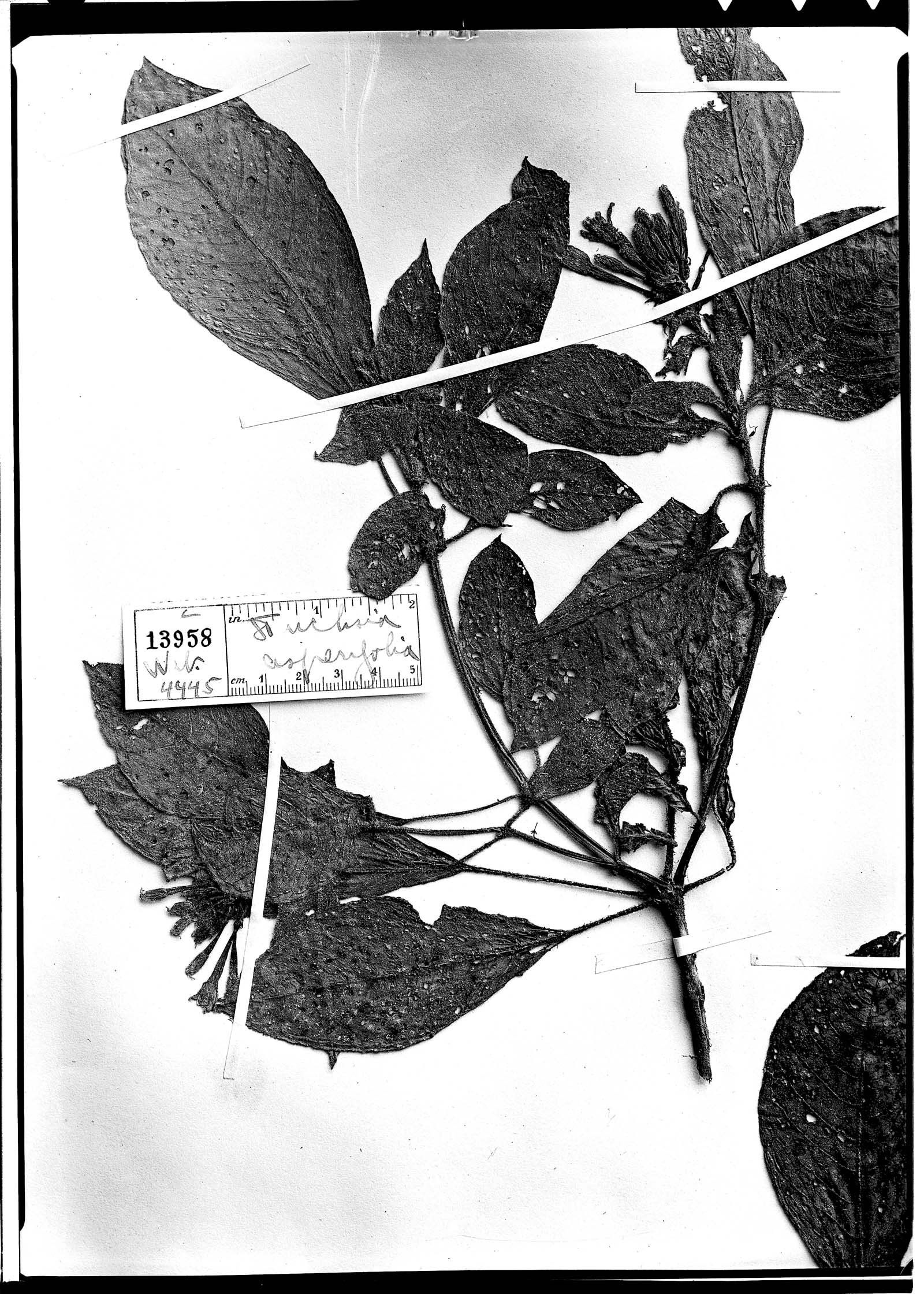 Fuchsia pilosa image
