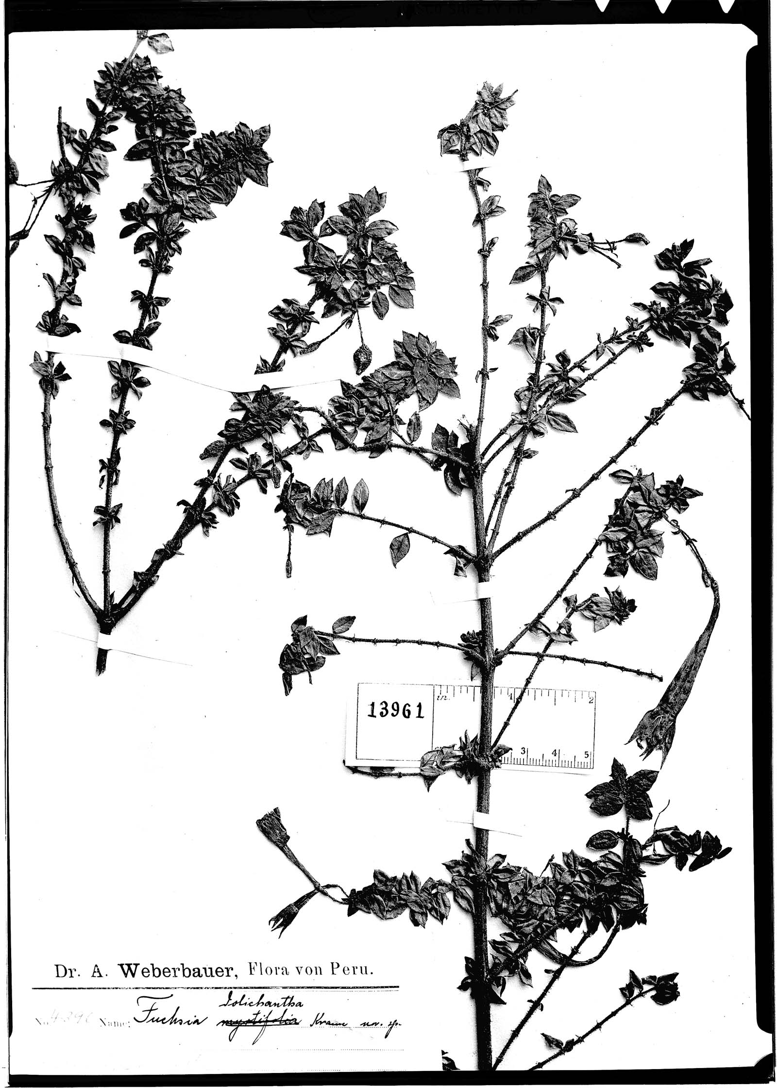 Fuchsia confertifolia image