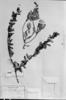 Fuchsia glazioviana image