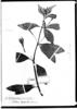 Fuchsia denticulata image