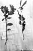 Fuchsia macrostigma image