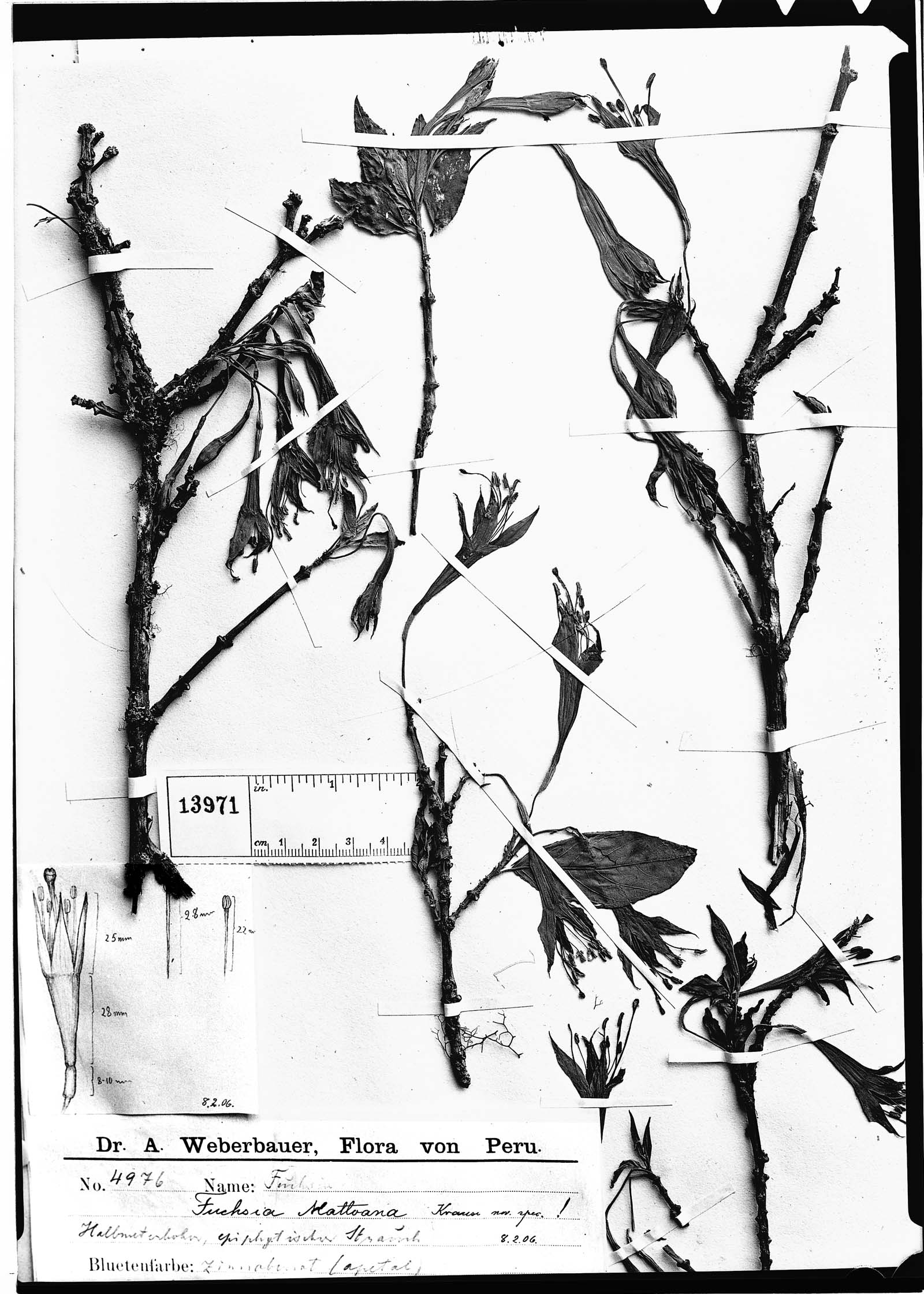 Fuchsia tunariensis image