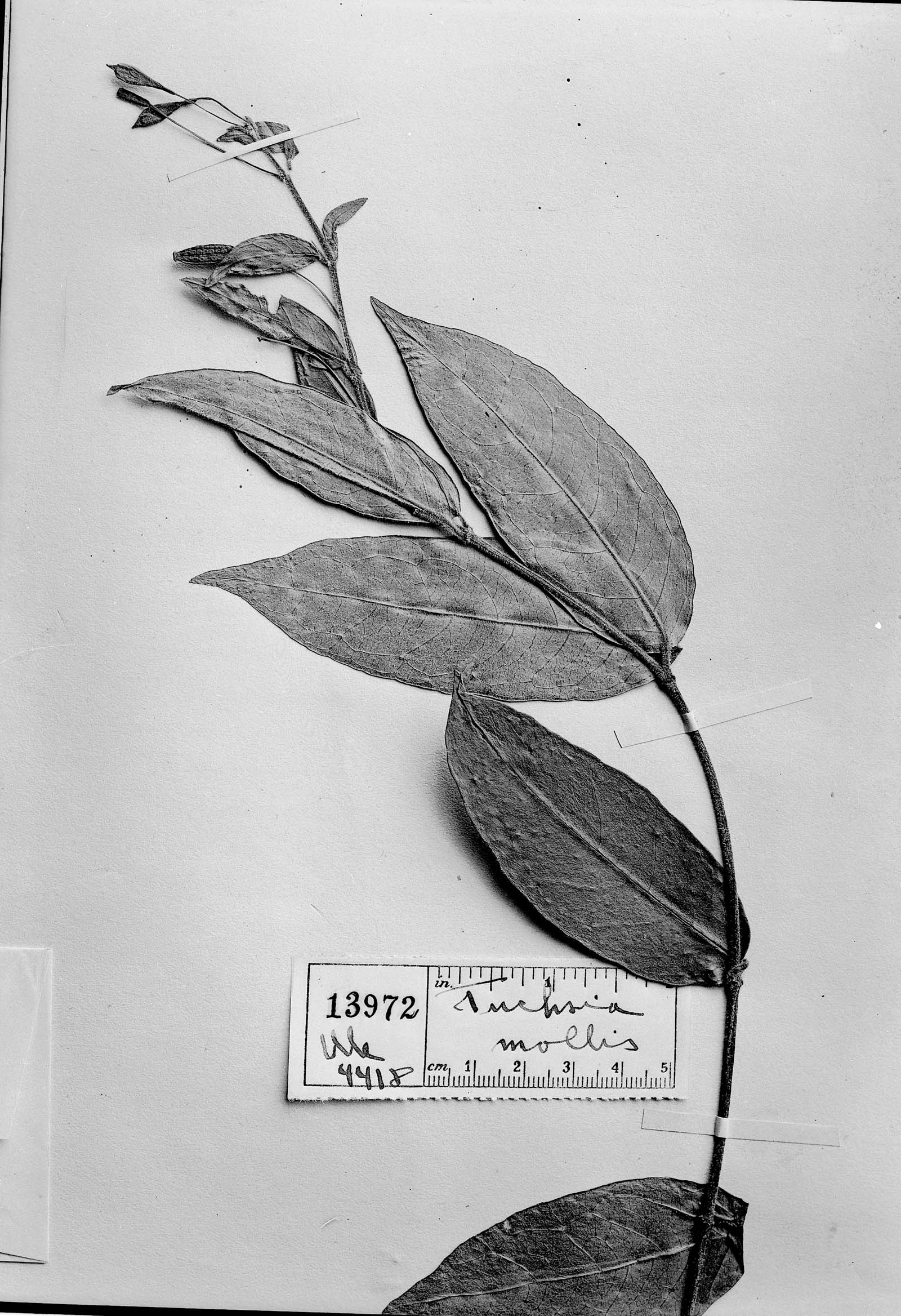 Fuchsia alpestris image
