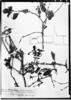 Fuchsia decussata image