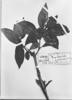 Fuchsia verrucosa image