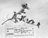 Oenothera epilobiifolia subsp. epilobiifolia image