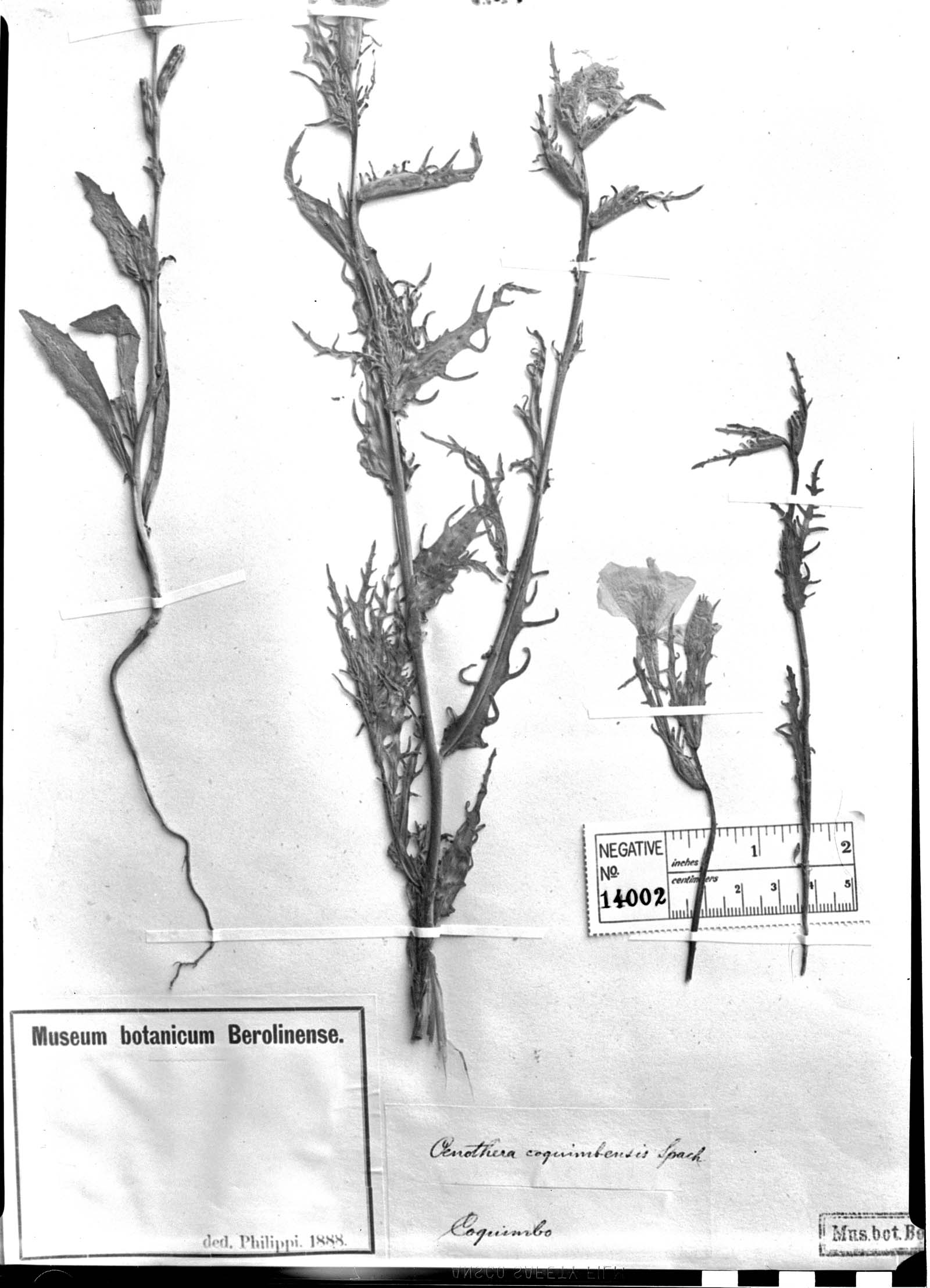 Oenothera coquimbensis image